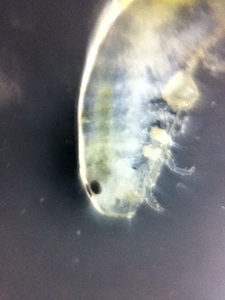 Reproducible Research Training at Scipy 2014